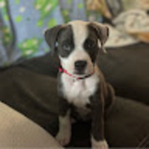 Meet your Posher, Chelsae